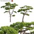 Pinus taiwanensis – Taiwan red pine – Pine 06 - Thumbnail 1