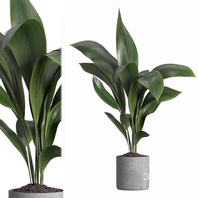 indoor plant 021 Image 1