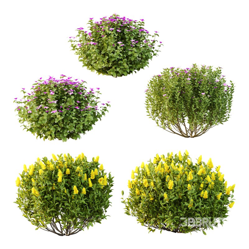 Different bush 24 Image 1