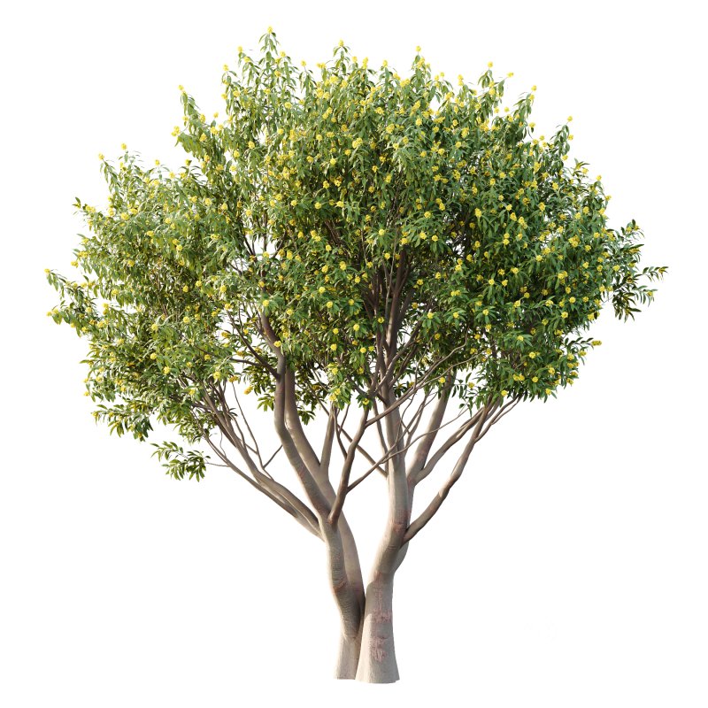 Water Gum Tree 01 Image 3