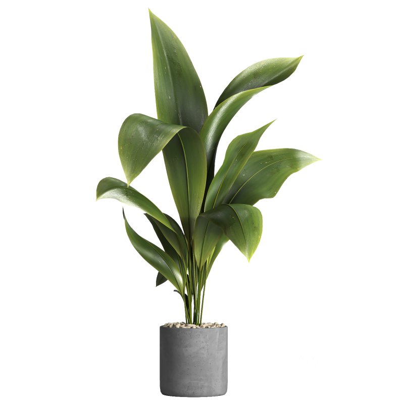 indoor plant 027 Image 1