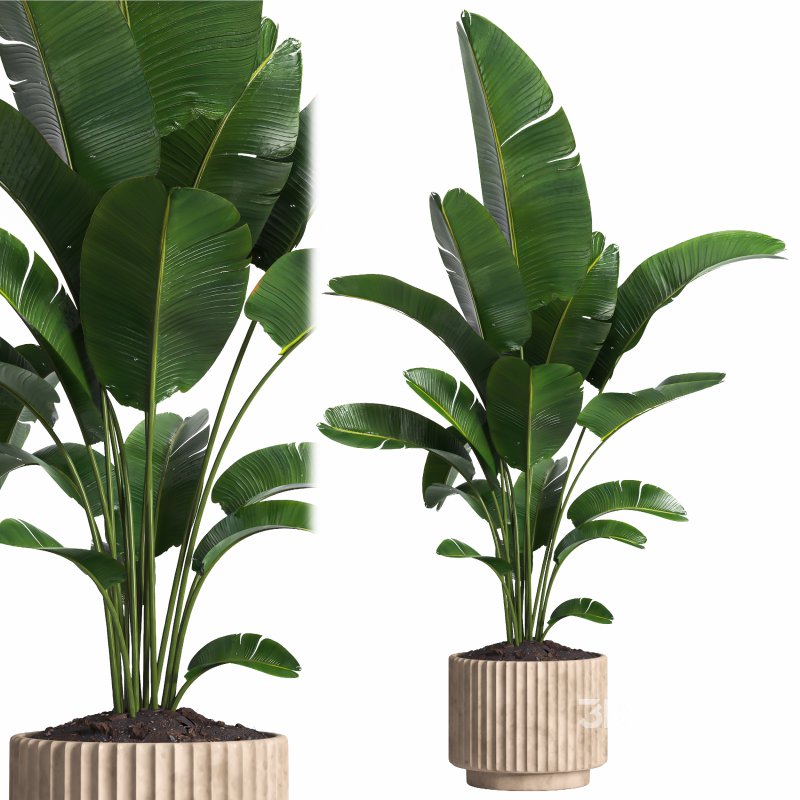 Indoor plant 017 Image 2