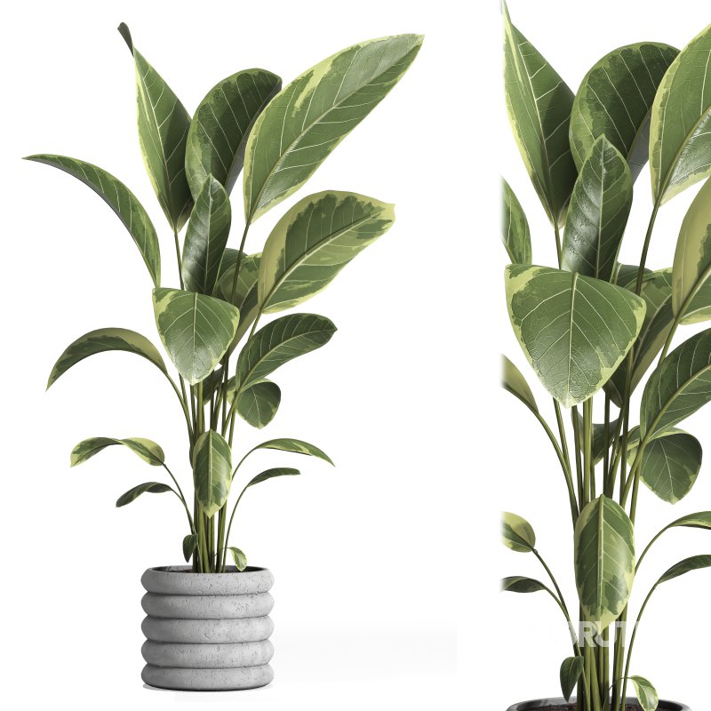 indoor plant 033 Image 1