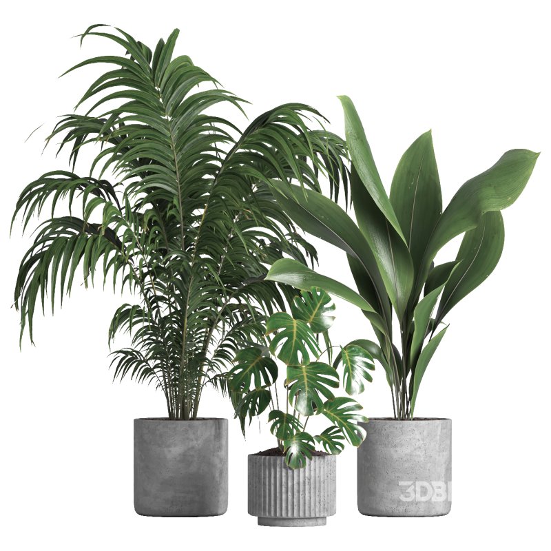 indoor plant 034 Image 1