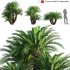 Cycas revoluta – Sago palm – 01 - Thumbnail 1