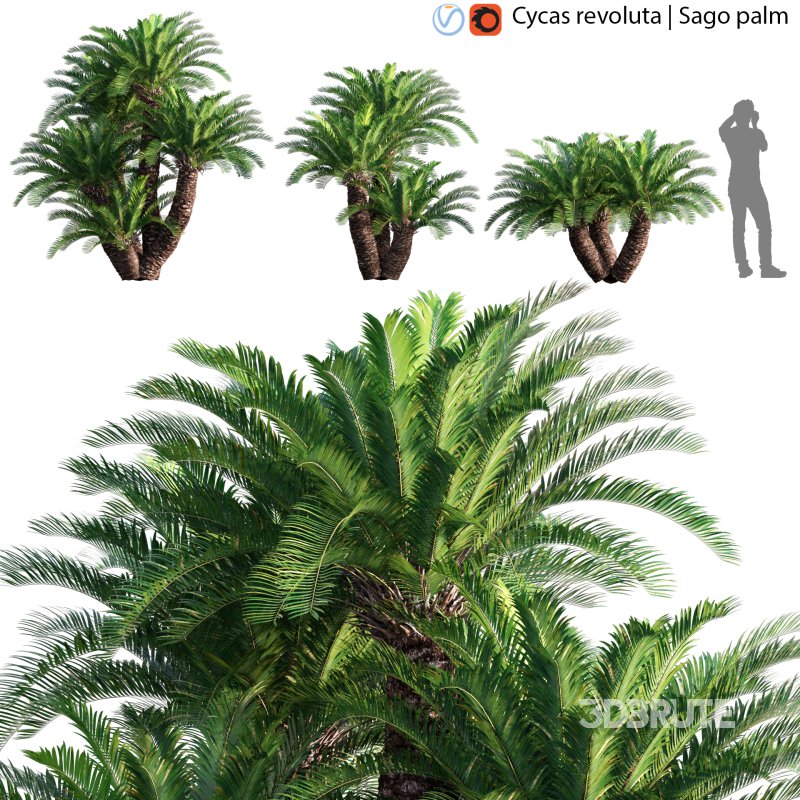 Cycas revoluta – Sago palm – 01 Image 1