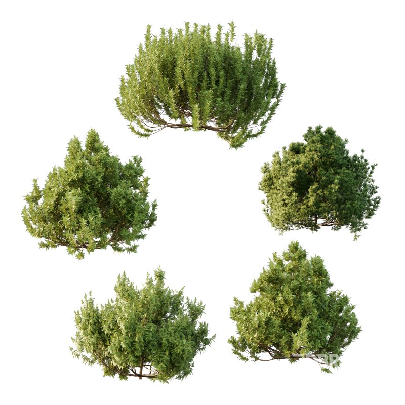 Different bush 26 Image 2