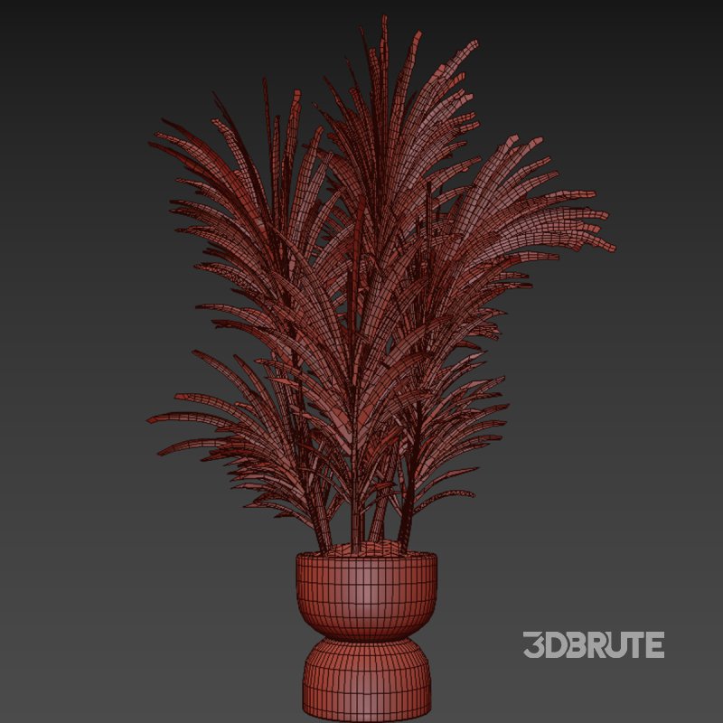 indoor plant 019 Image 5