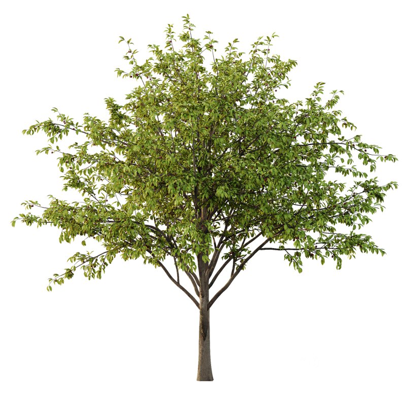 Prunus pseudocerasus Diospyros Kaki Fruit Tree 003 Image 4