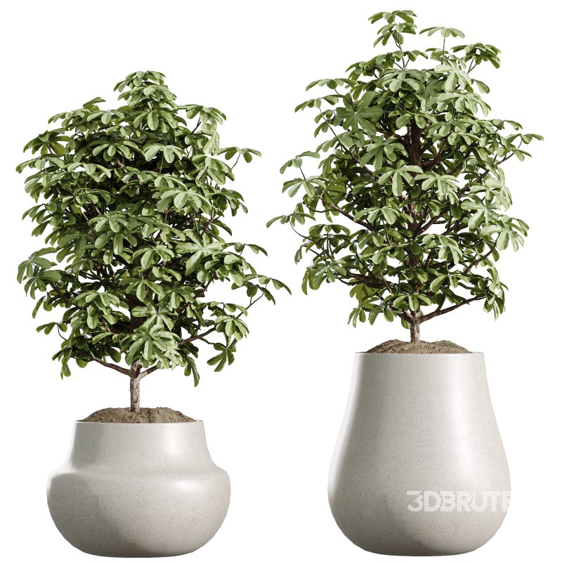 ntal delicacy. Image 4