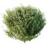 ntal bushes are ideal for Mediterranean-style gardens, urban landscaping, or natural architectural visualizations. - Thumbnail 2