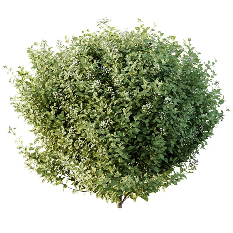 ntal bushes are ideal for Mediterranean-style gardens, urban landscaping, or natural architectural visualizations. Image 2