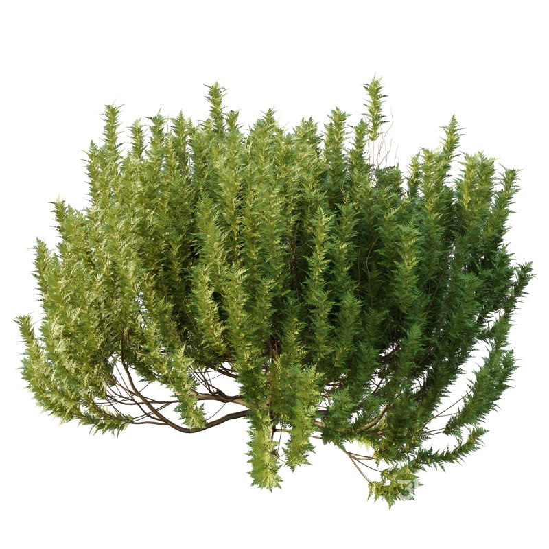 Different bush 26 Image 5