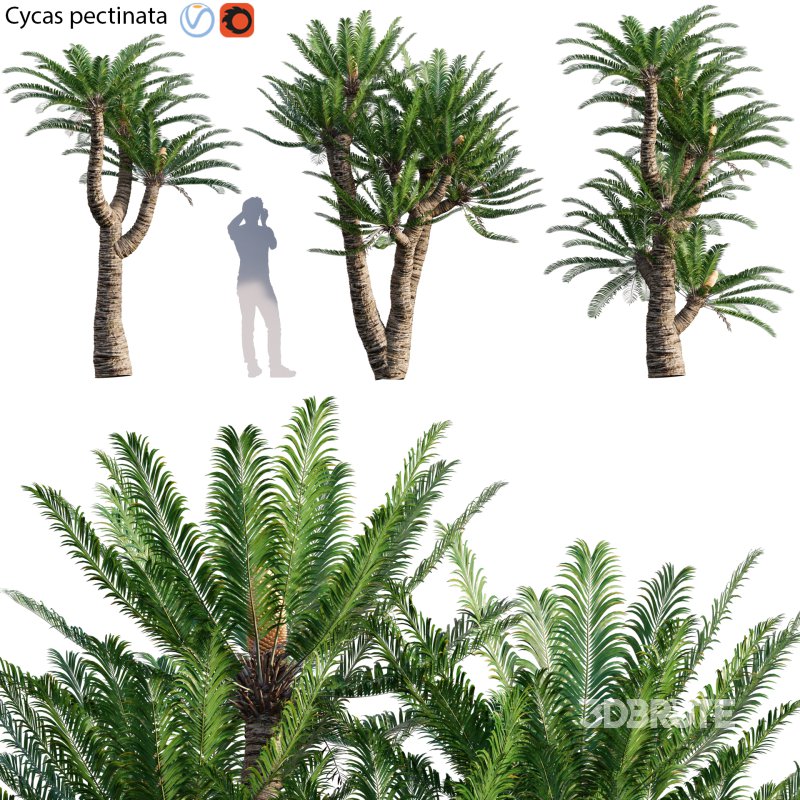 Cycas pectinata 02 Image 1