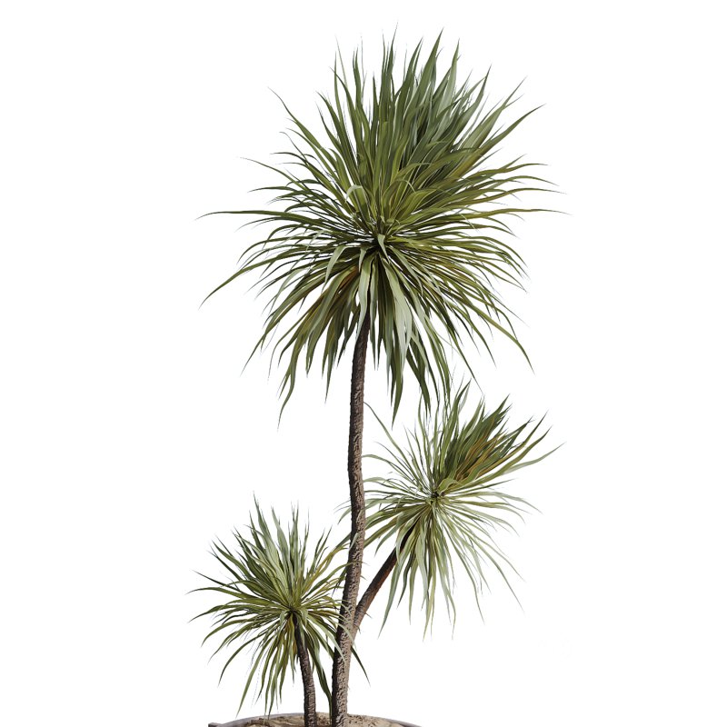 AV Indoor Plants Set 244 Ficus Indian Spineless Yucca Zamiifolia Mission Olive Alocasia Image 4