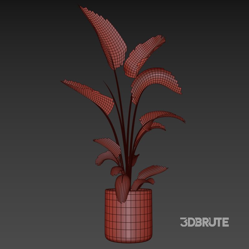 indoor plant 032 Image 4