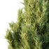 Italian Cypress Tree 4 - Thumbnail 4