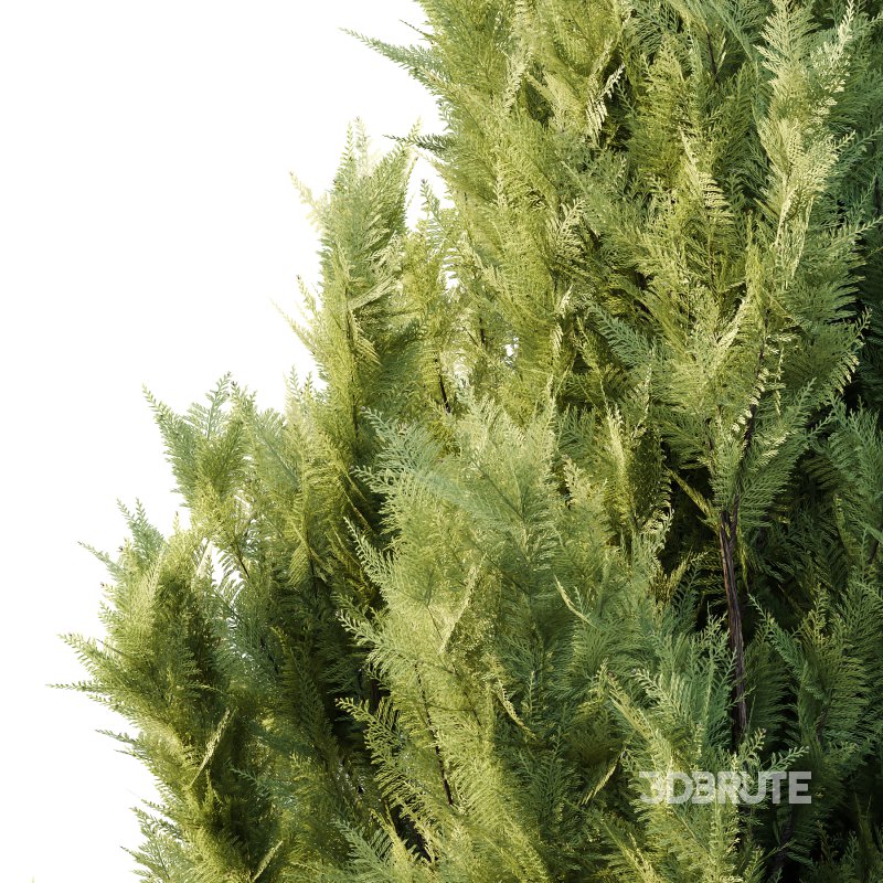 Italian Cypress Tree 4 Image 4