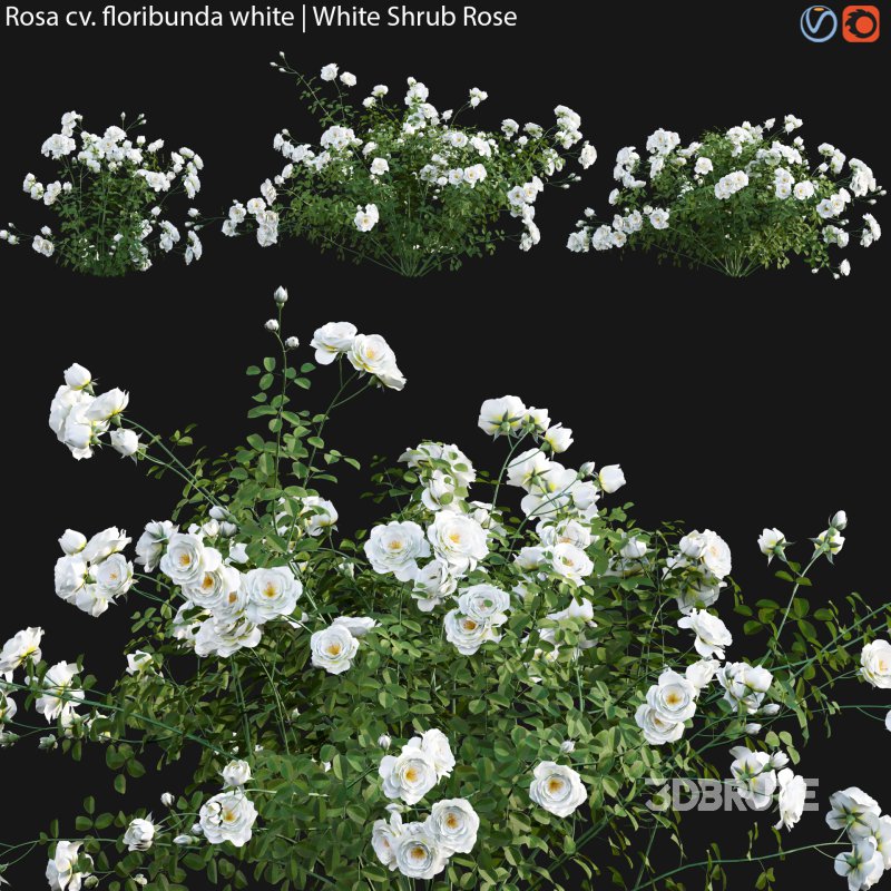 Rosa floribunda white | White Shrub Rose 01 Image 1