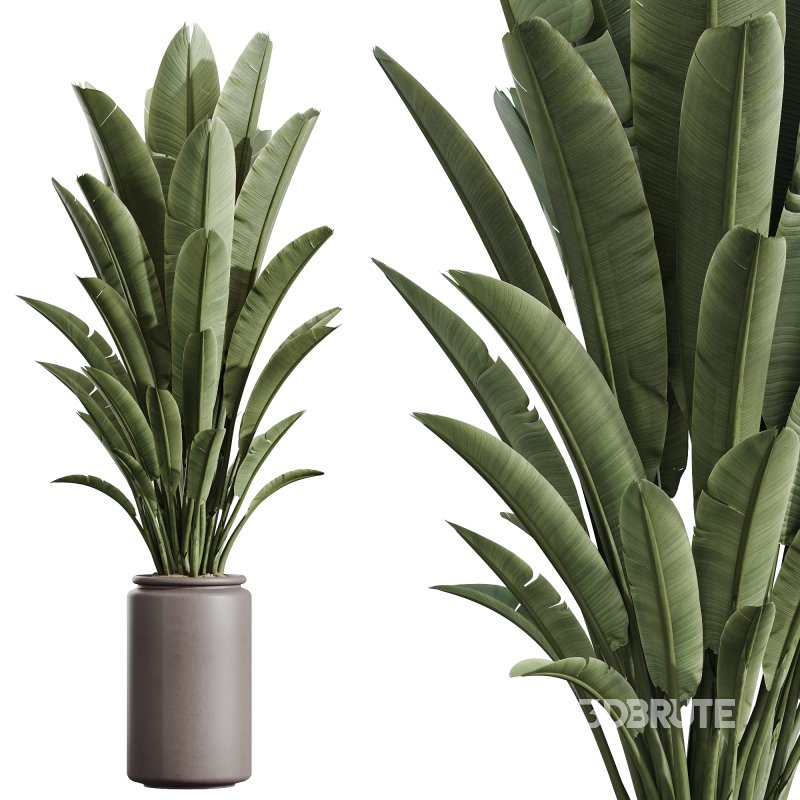 AV Indoor Plants Set 243 Swiss Cheese and Mission Olive and Bird Of Paradise and Ficus African Fig Image 1