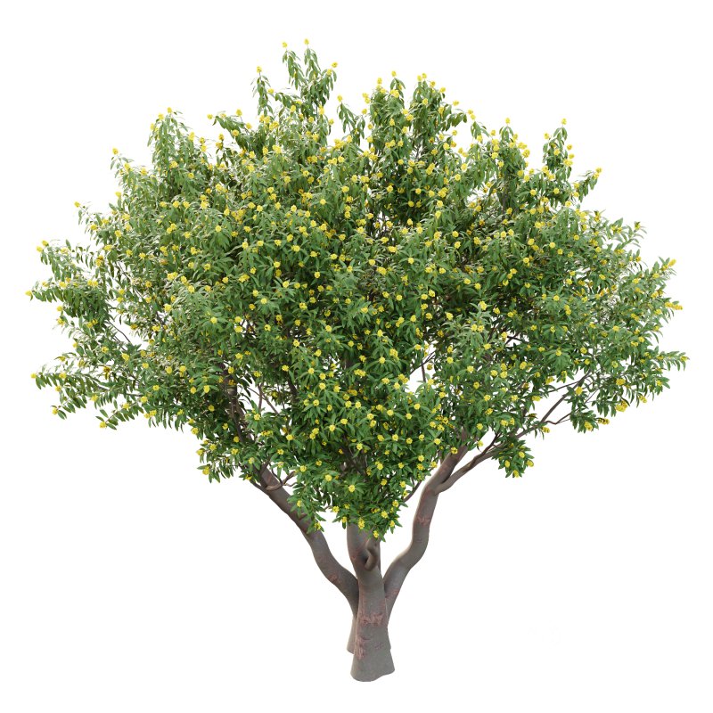 Water Gum Tree 01 Image 1