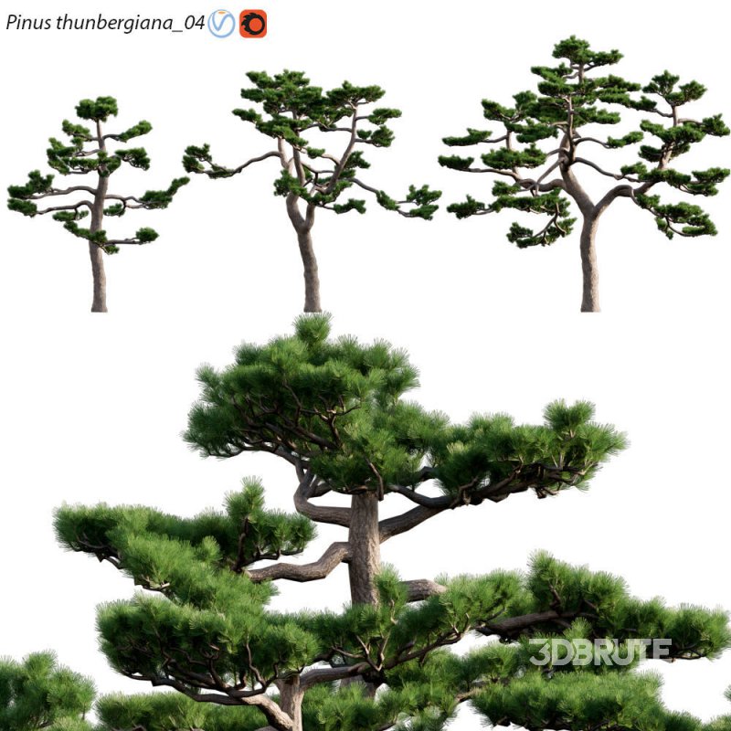 Pinus thunbergiana – Pinus thunbergii – Japanese Black Pine 04 Image 1