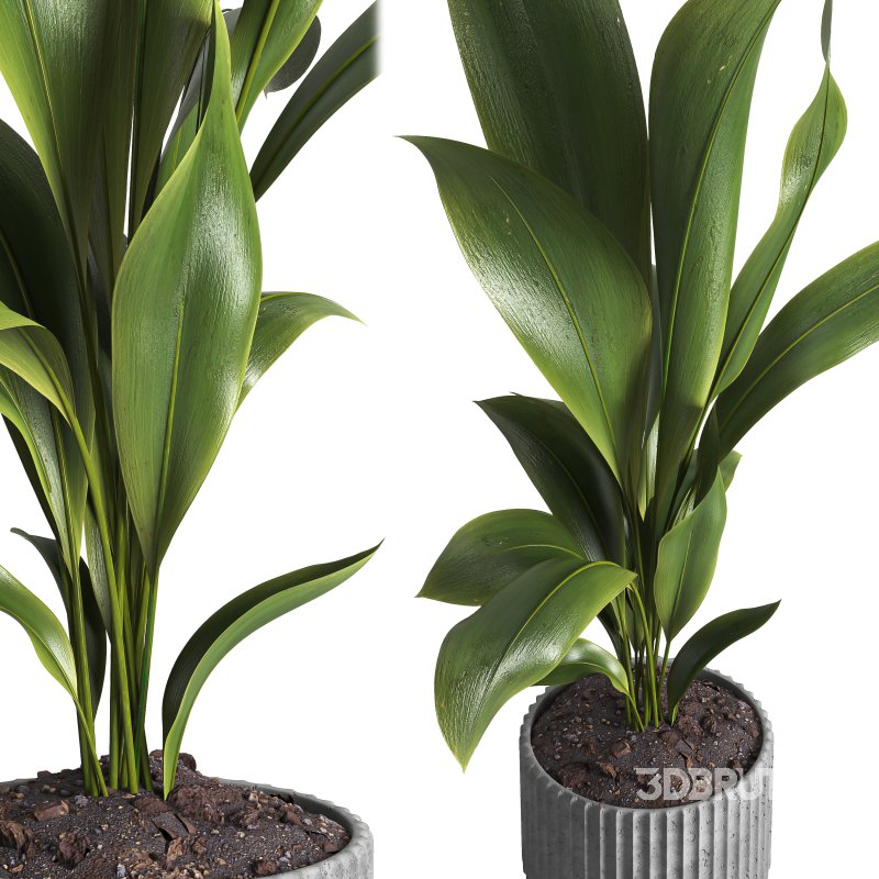 indoor plant 026 Image 3