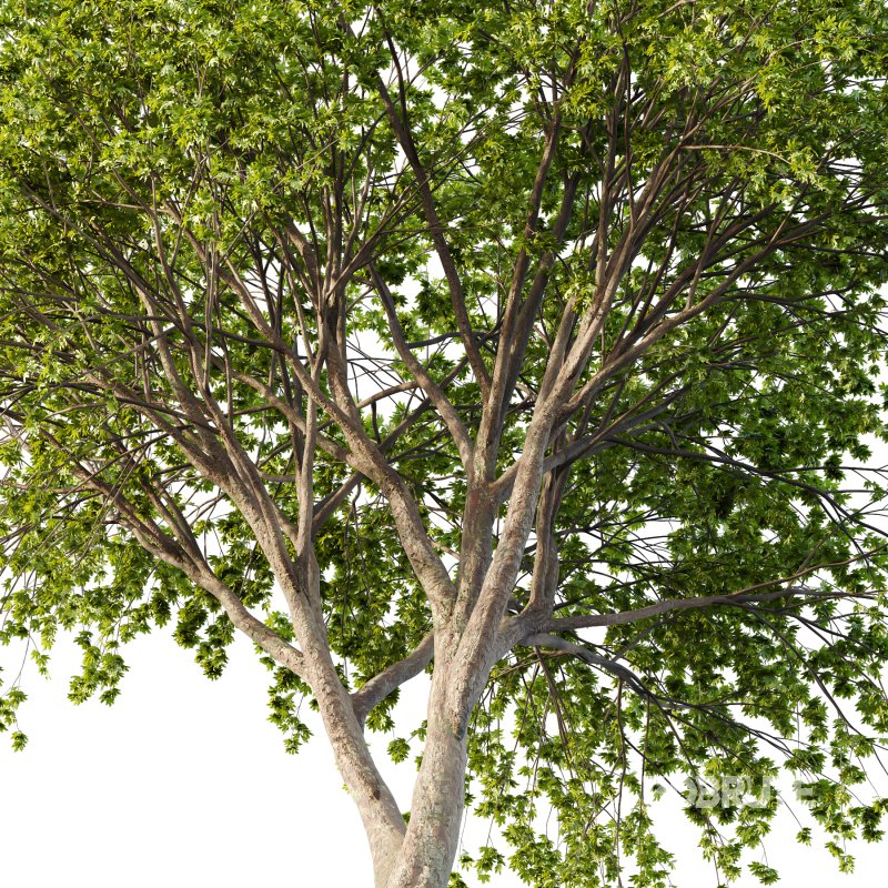 Acer Pseudoplatanus Tree 08 Image 4