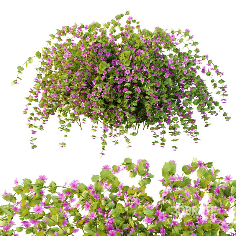 Different bush 18 Image 2