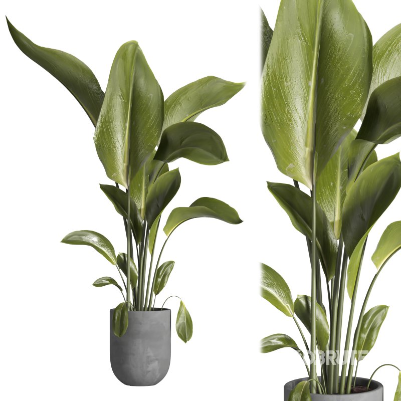 indoor plant 028 Image 2