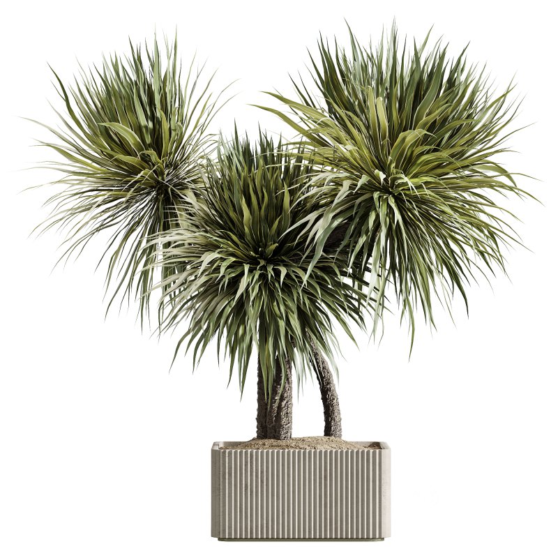 AV Indoor Plants Set 239 Mission Chemlali Olive Spineless Palm Lemon Cane Paradise Image 3