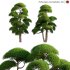 Podocarpus macrophyllus 04 - Thumbnail 1