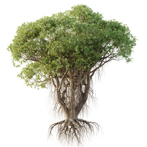 AV Plants Mangrove Gray Avicennia Marina02