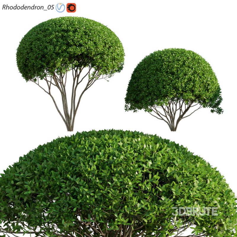 Rhododendron 05 Image 1