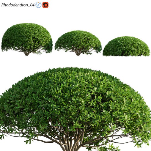 Rhododendron 04