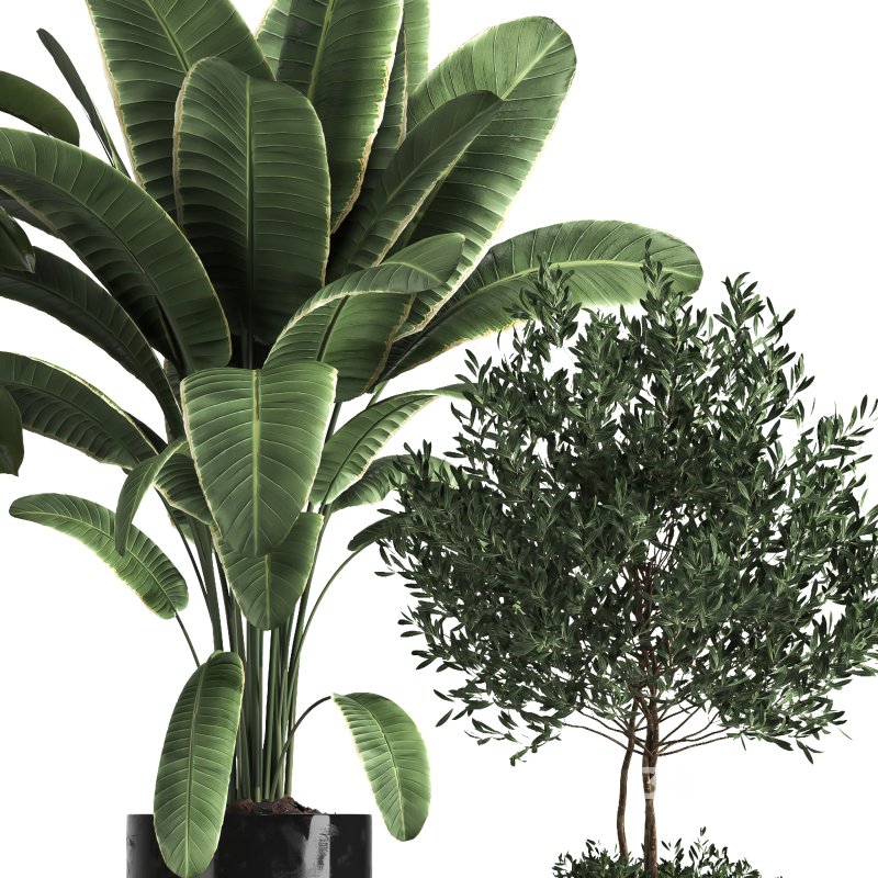 indoor Collection plant 018 Image 4