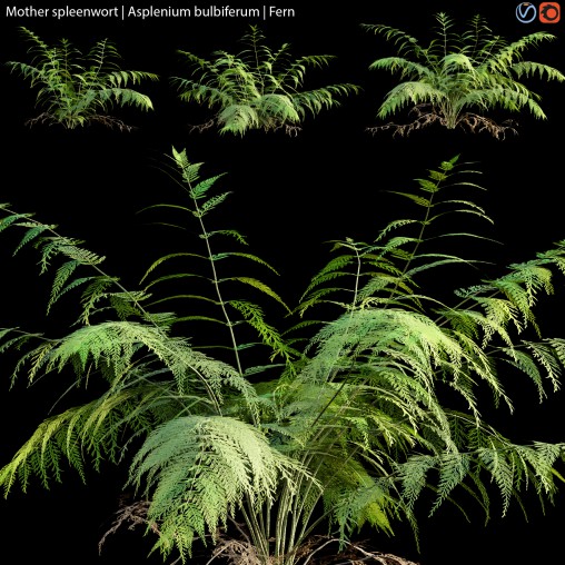 Mother spleenwort | Asplenium bulbiferum | Fern 01