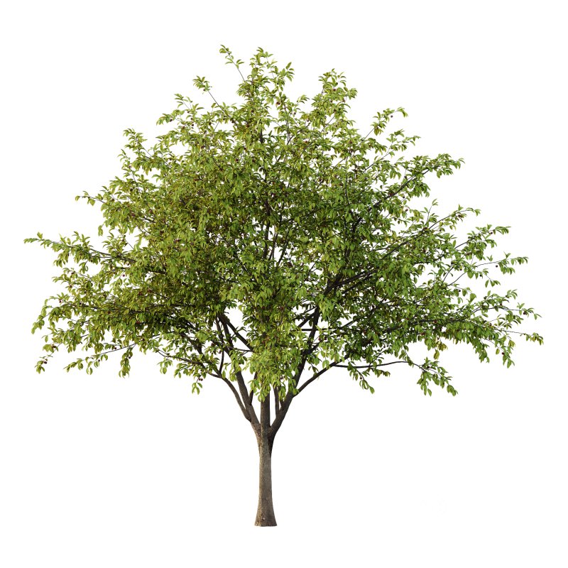 Prunus pseudocerasus Diospyros Kaki Fruit Tree 003 Image 1