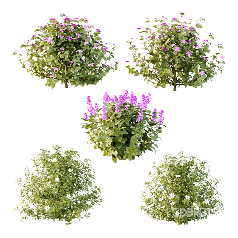 Different bush 15 Image 1