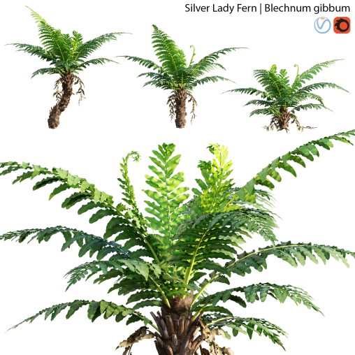 Silver Lady Fern – Blechnum gibbum – 02