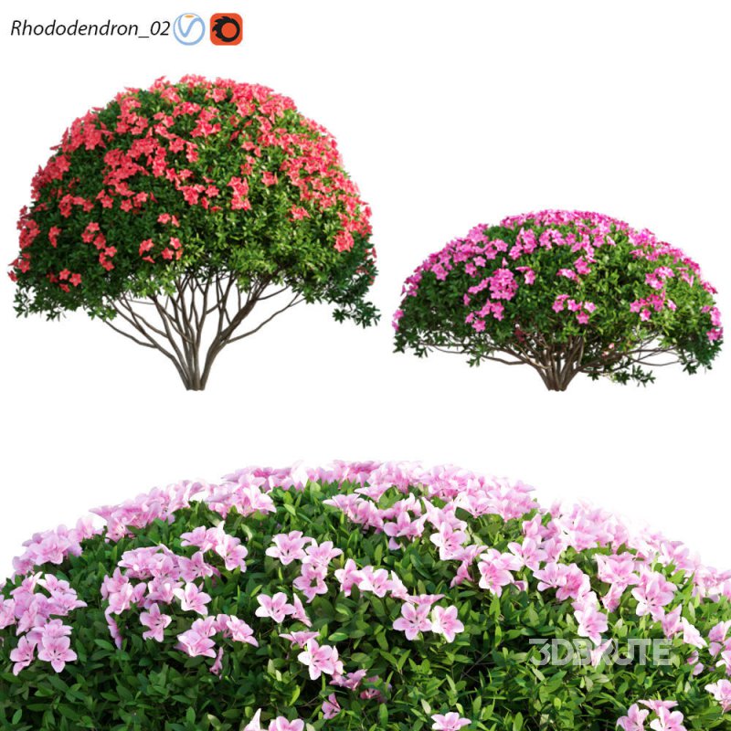 Rhododendron 02 Image 1