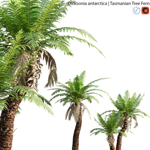 Dicksonia antarctica – Tasmanian Tree Fern – 01