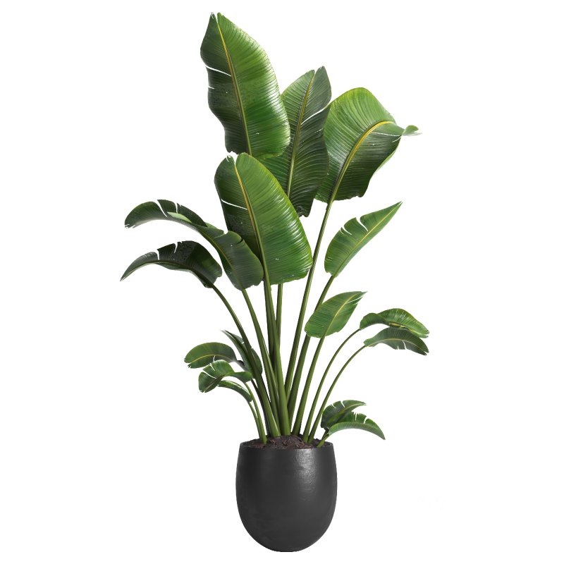 indoor plant 10 Image 2