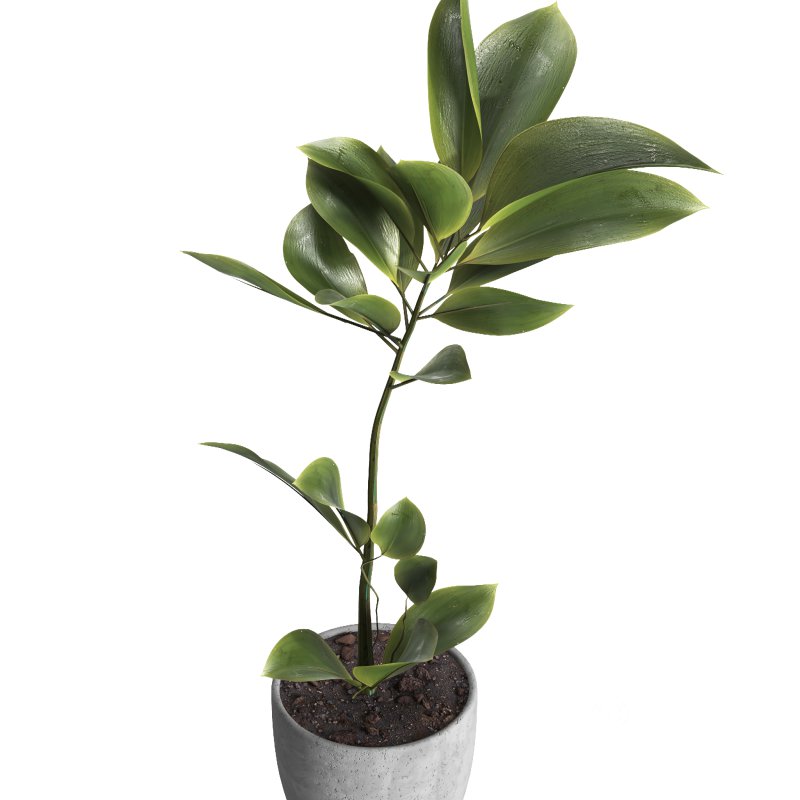 indoor plant 023 Image 4