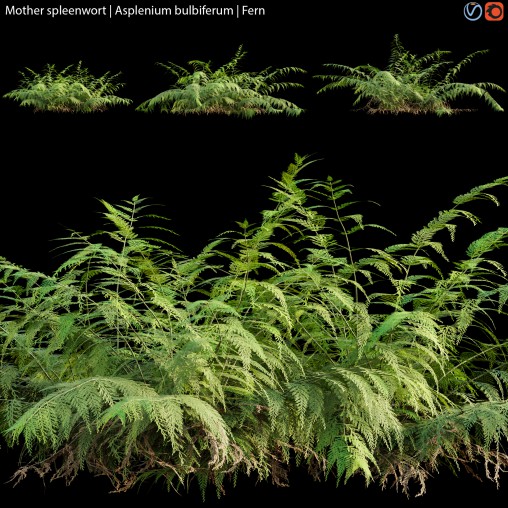 Mother spleenwort | Asplenium bulbiferum | Fern 02