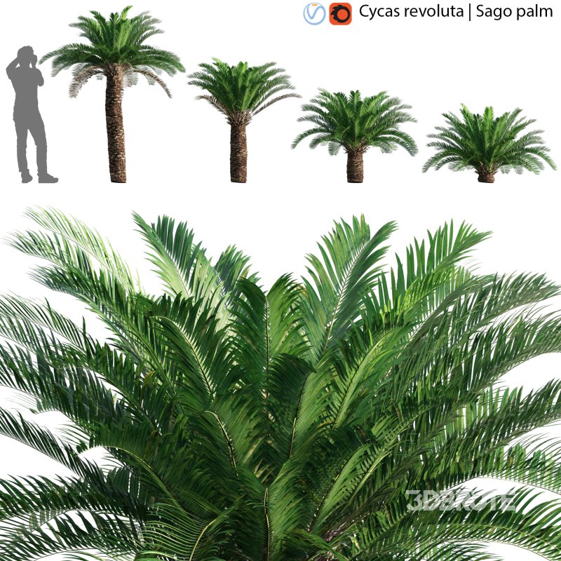 Cycas revoluta – Sago palm – 02 Image 1