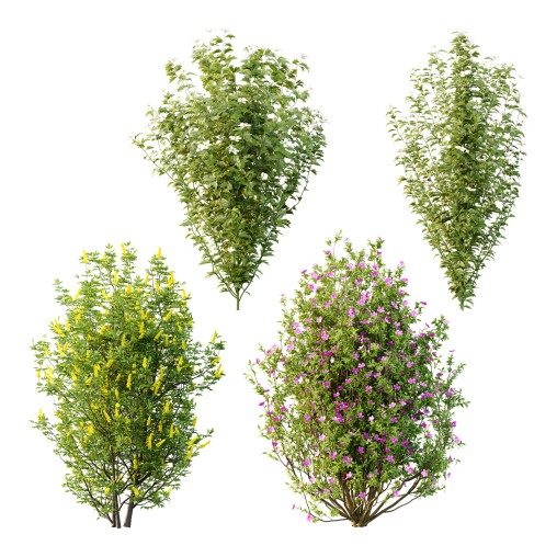 romneya coulter Argyrocytisus battandieri Tibouchina Semidecandra Plant