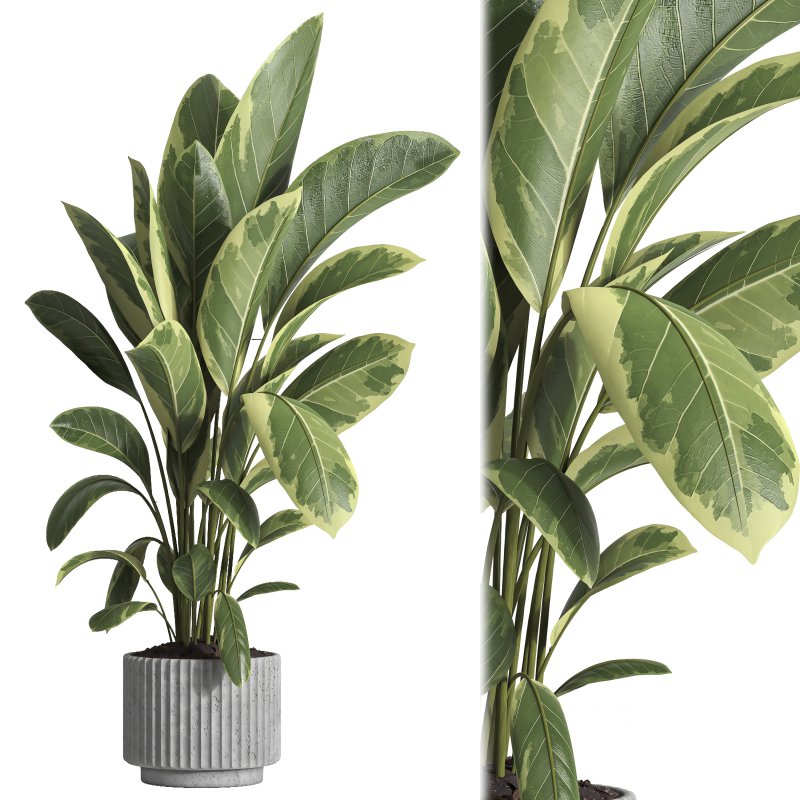 indoor plant 035 Image 1