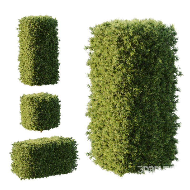 Pinus Mugo Bush002 Image 1