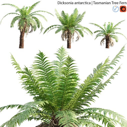 Dicksonia antarctica – Tasmanian Tree Fern – 02